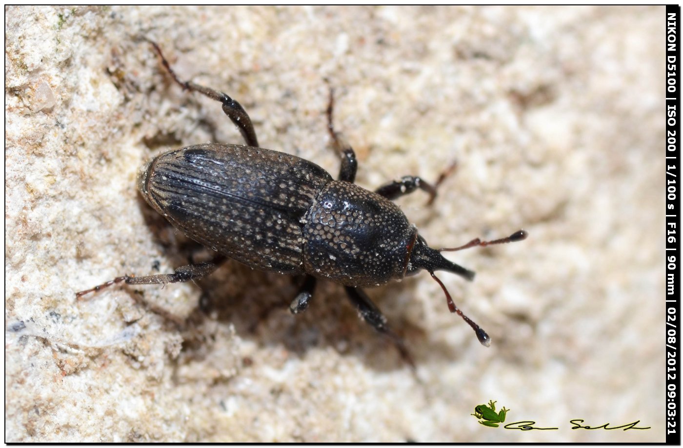 Sphenophorus meridionalis