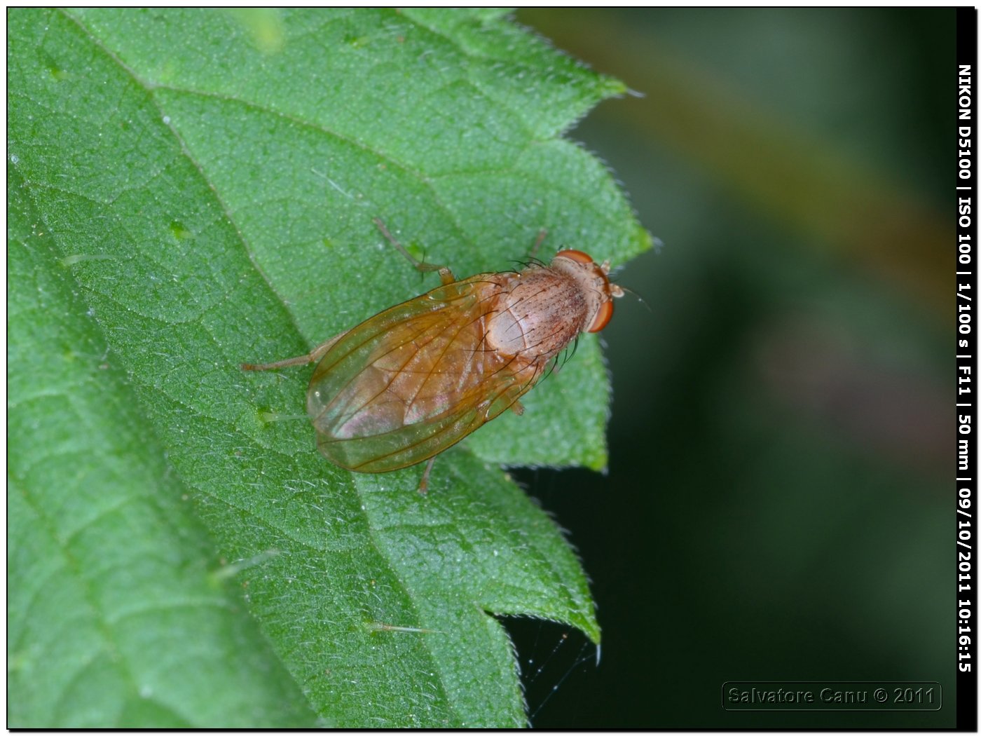 Lauxanidae?