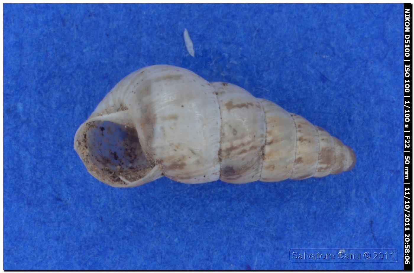 Cochlicella acuta