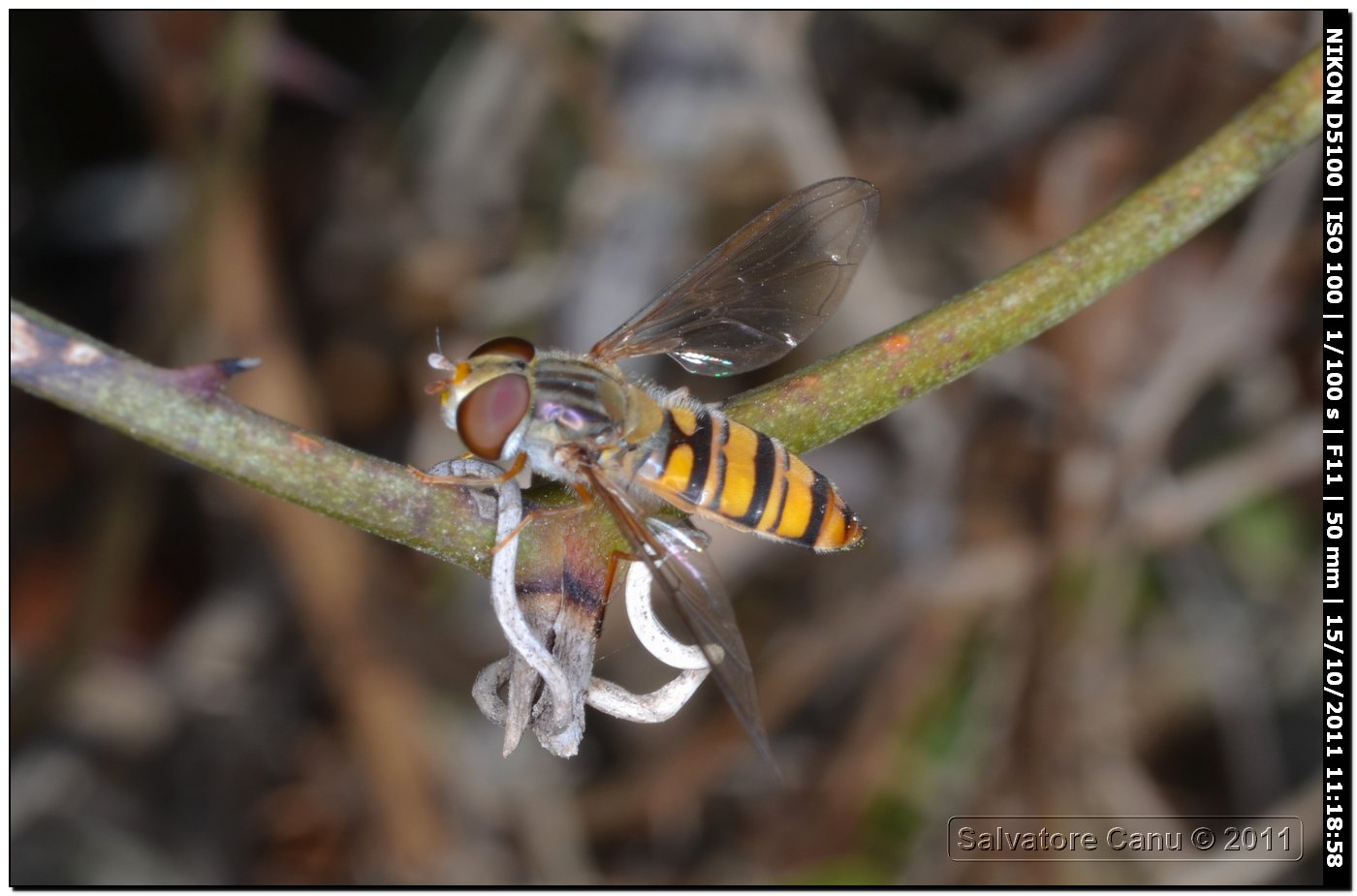 Episyrphus balteatus