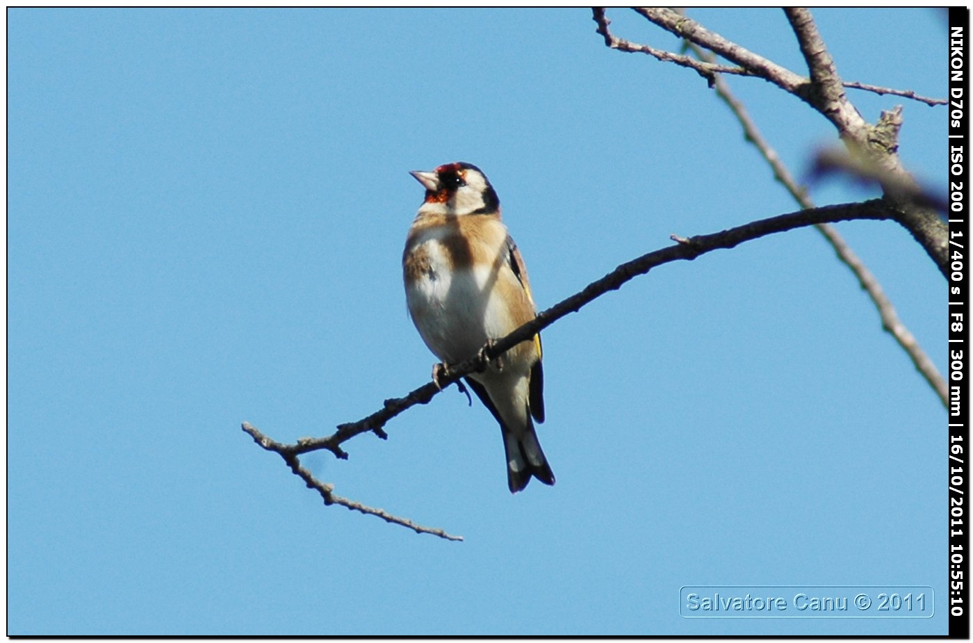 Cardellino ♂ ♀