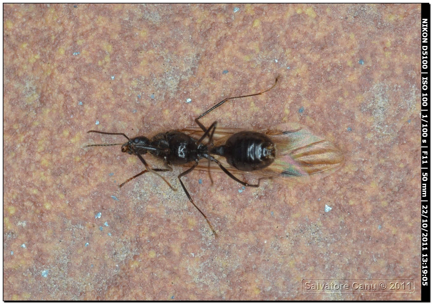 Formica regina? (Femmina e maschio di Messor sp.)