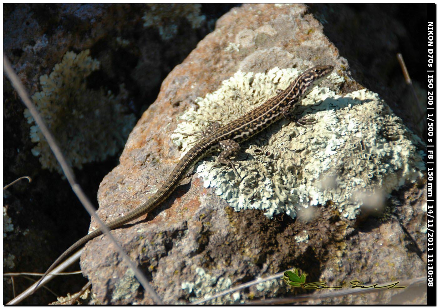 Podarcis tiliguerta