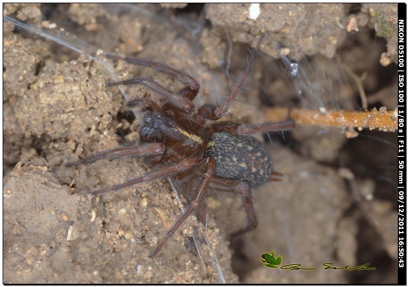 Lycosoides coarctata