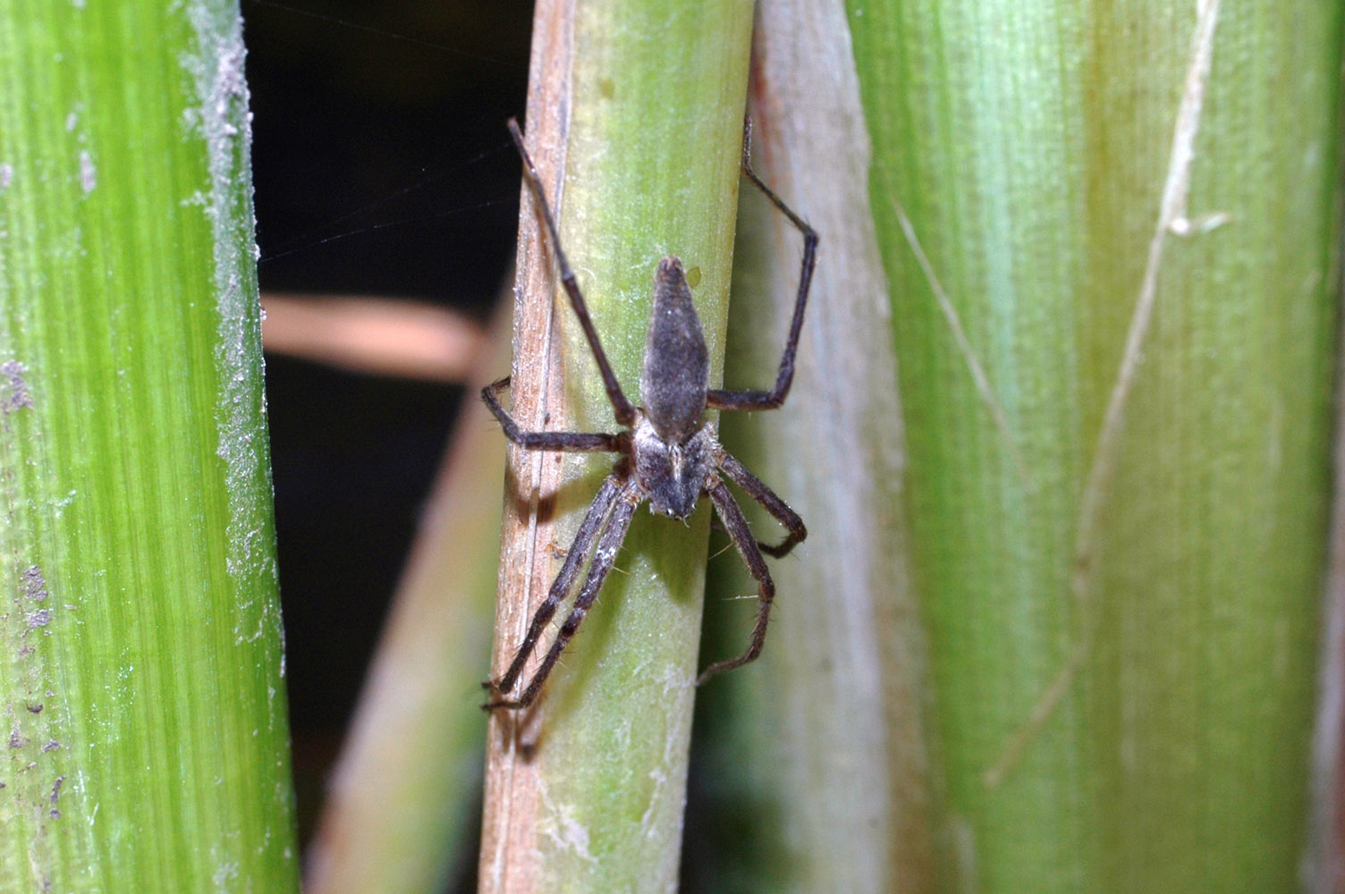 Pisaura sp.; Neoscona adianta