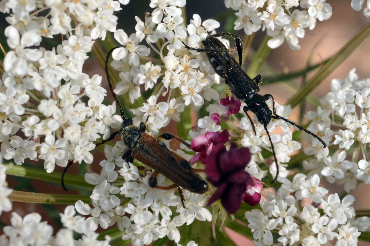 coppia di Stenopterus ater