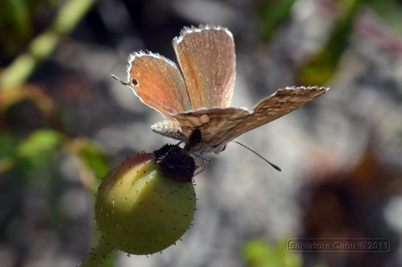 da ID - Cacyreus marshalli