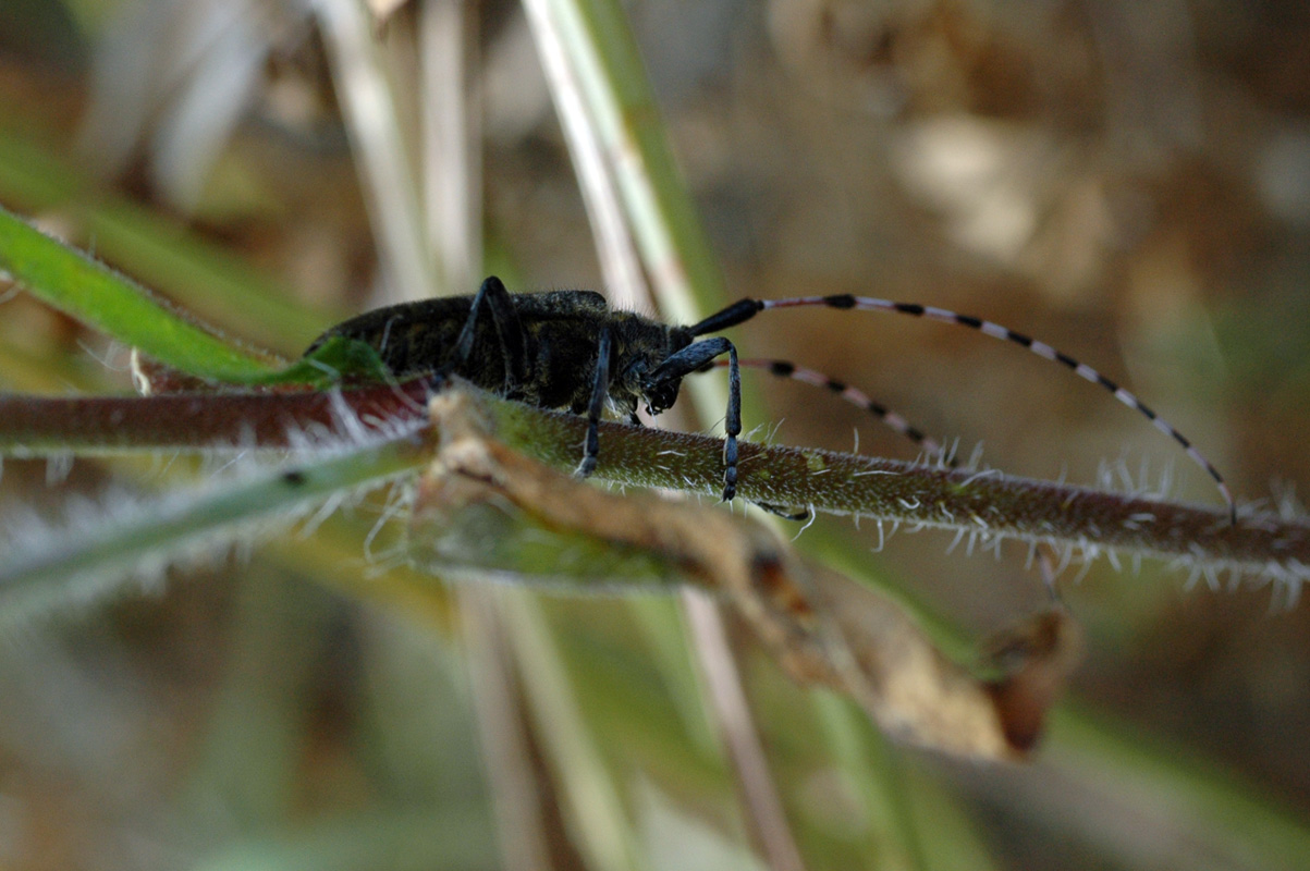 Orthoptera da identificare 2