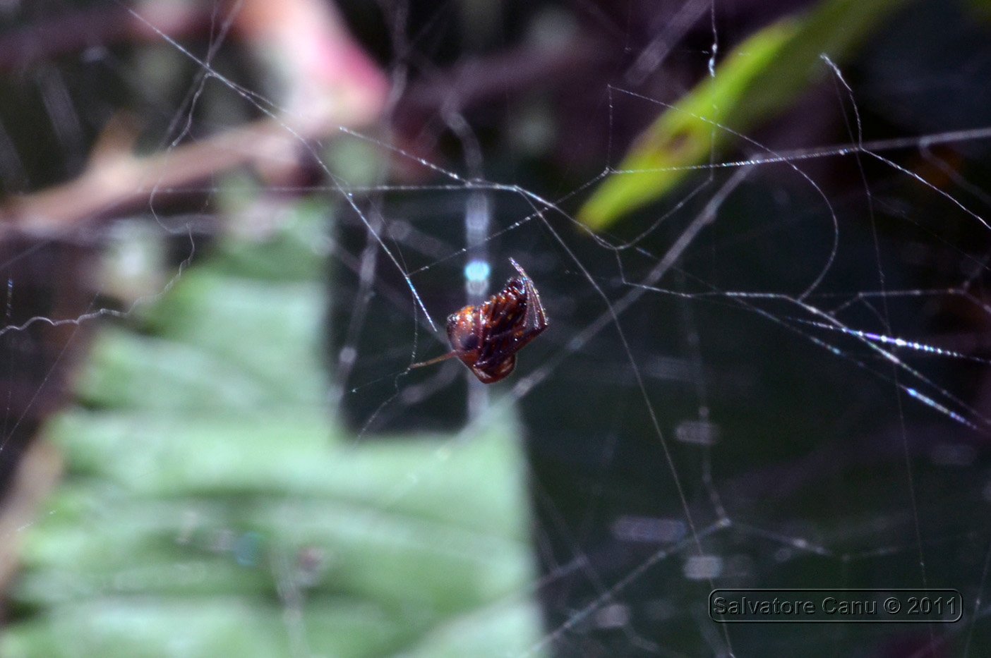 Argyrodes su tela di Cyrtophora citricola