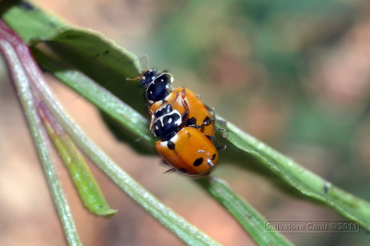 Carrellata di Harmonia axyridis