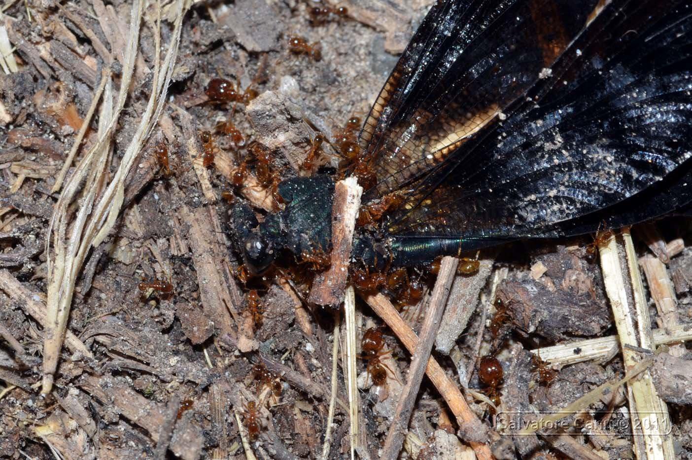 Pheidole pallidula