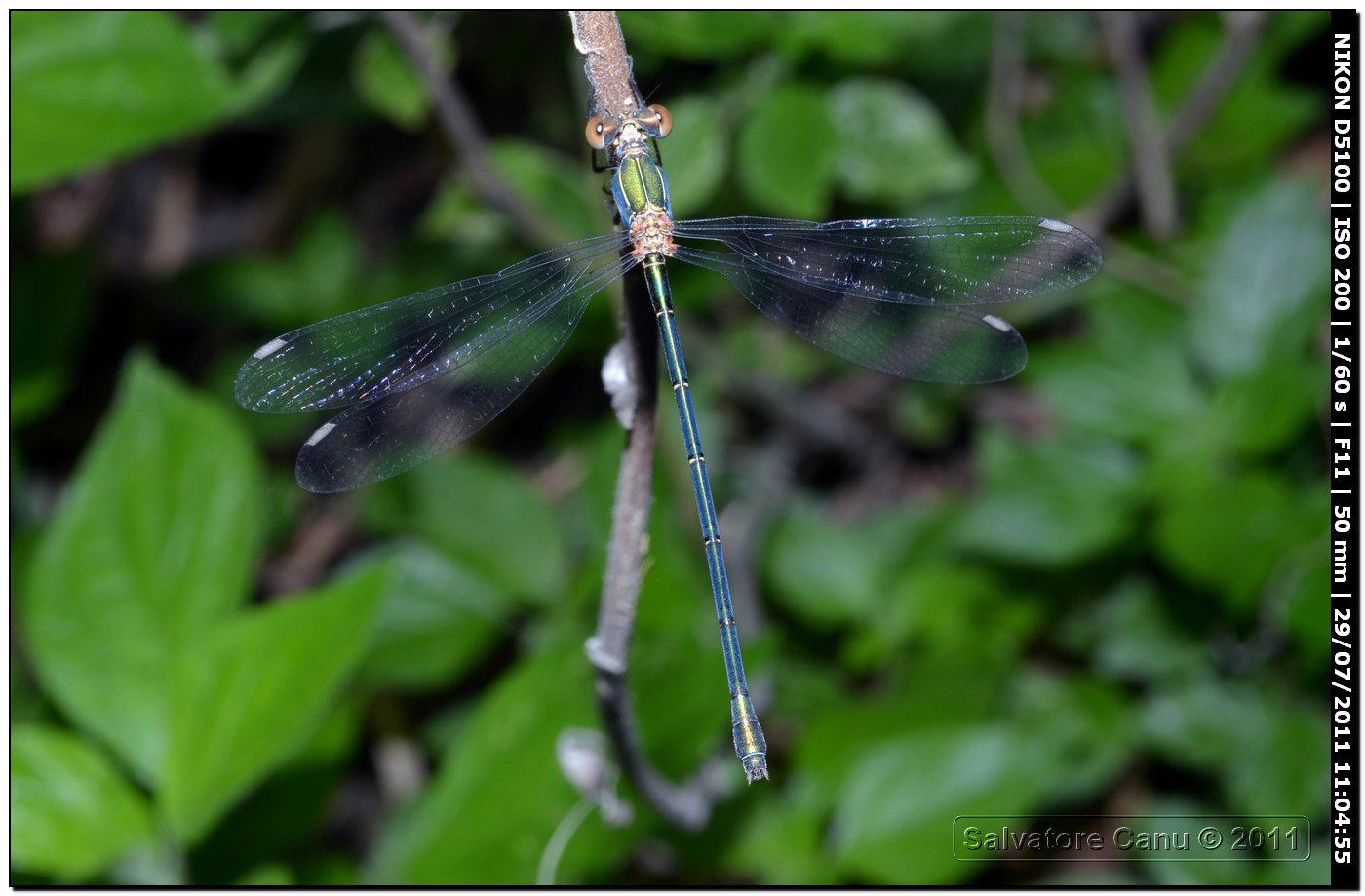 Altre Lestes da ID.