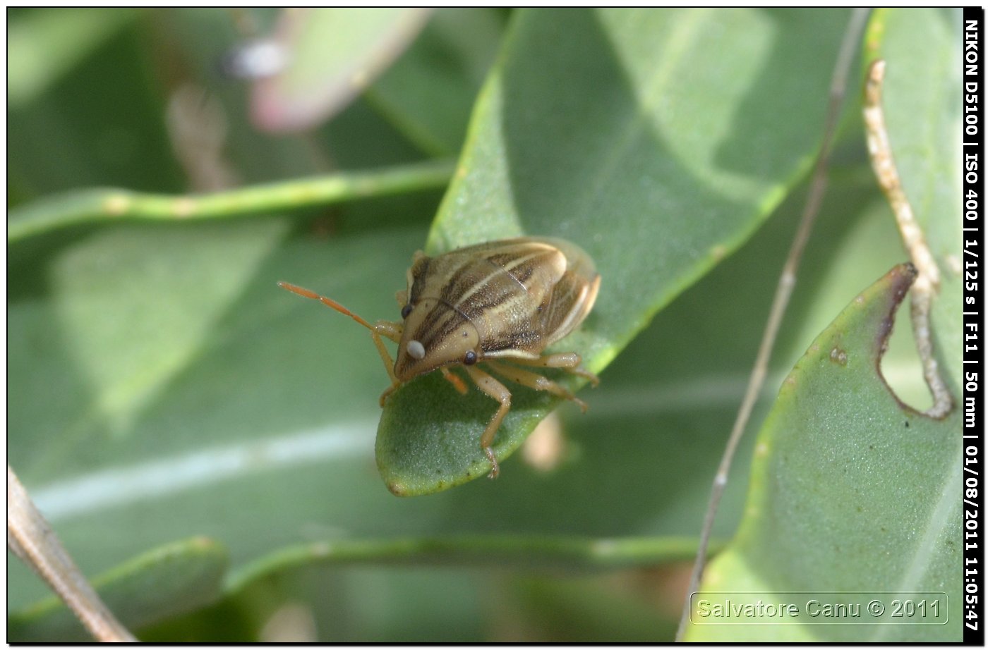 Aelia acuminata?