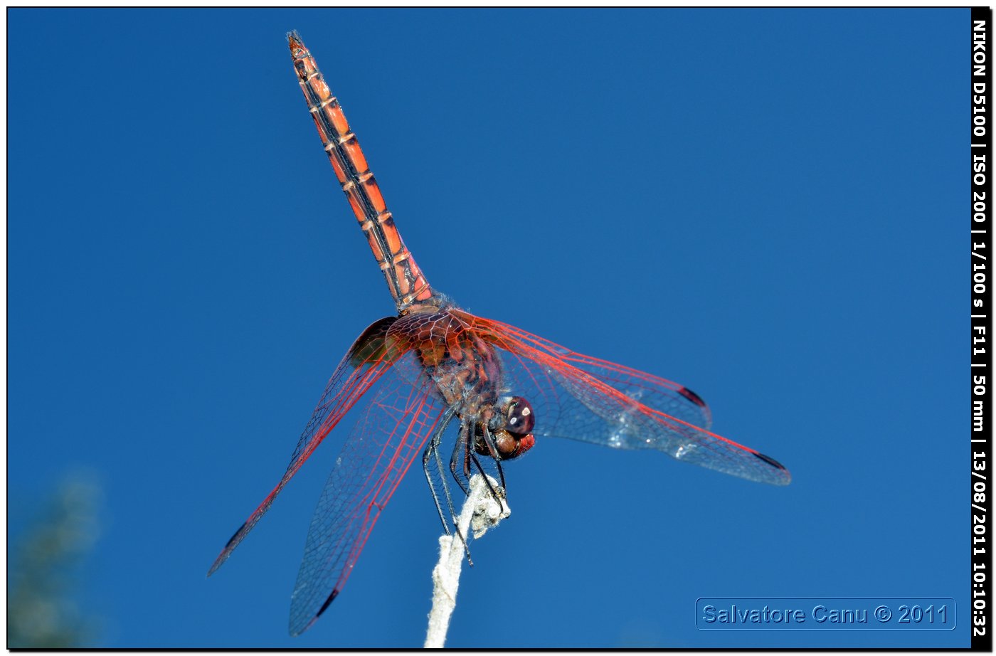 Trithemis annulata