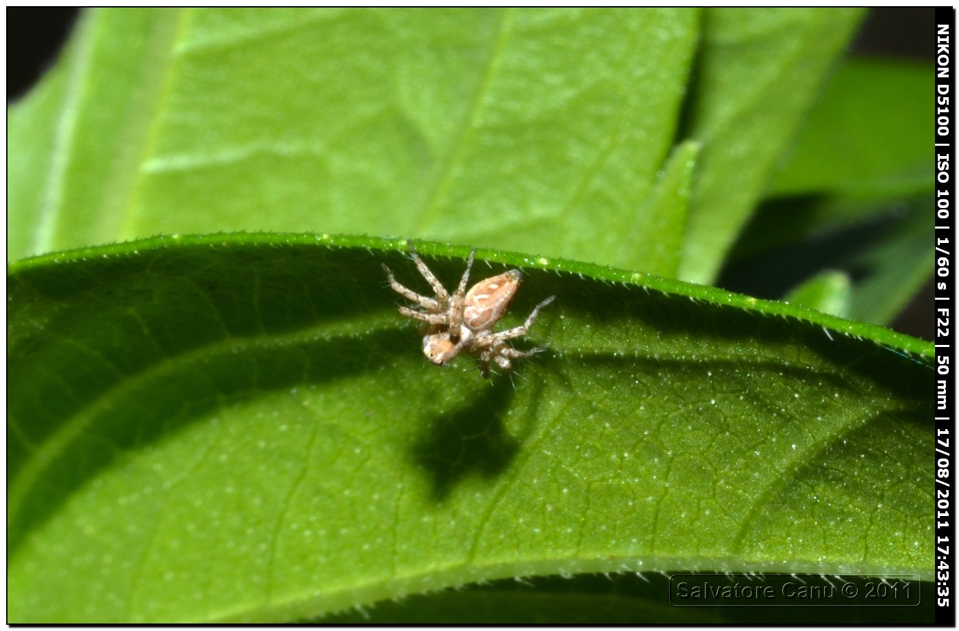 Oxyopes sp.