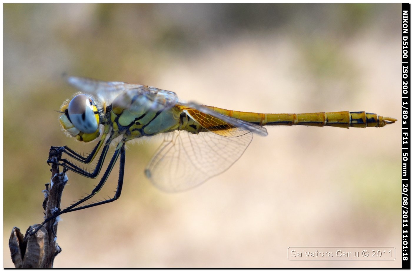 Sympetrum?? quale?