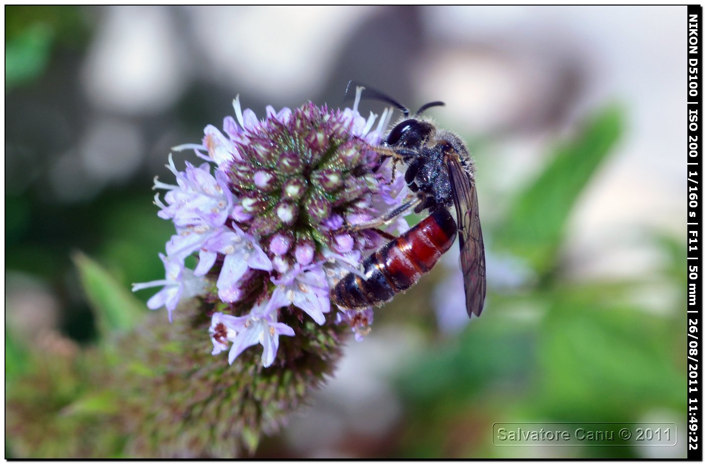 Lasioglossum cfr. calceatum, maschio