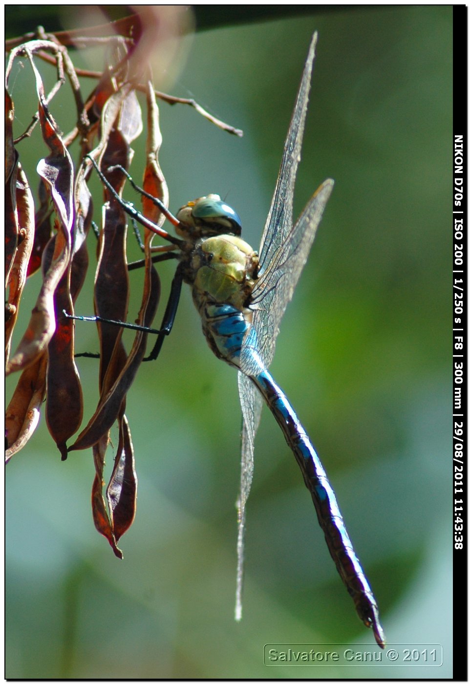 Anax imperator ♂♀