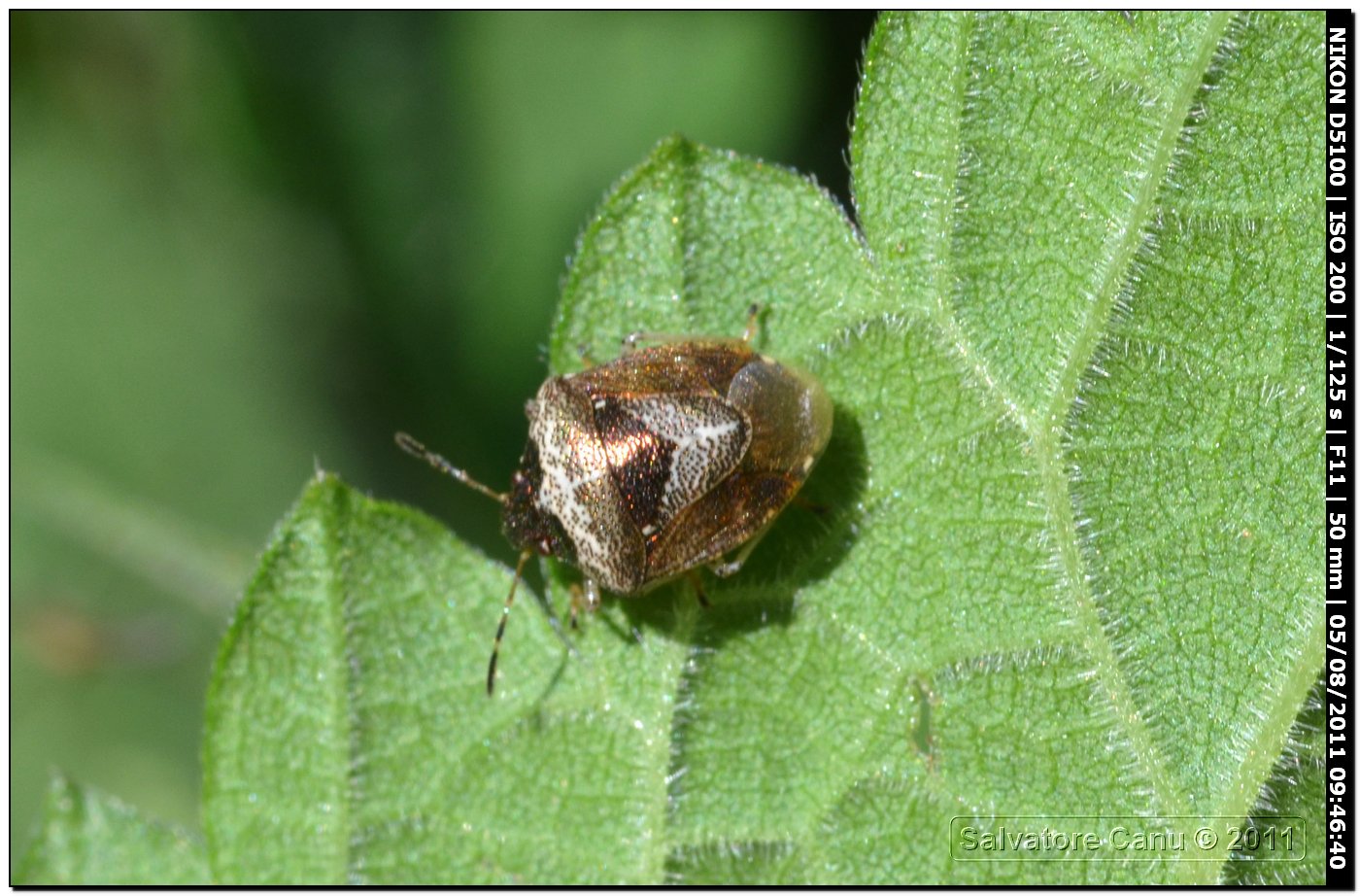 Pentatomidae, Eysarcoris venustissimus della Sardegna (SS)