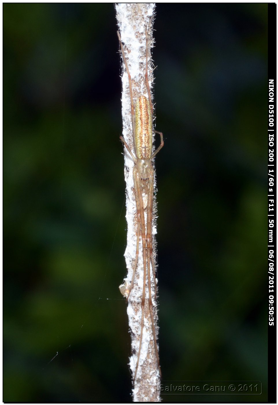 Tetragnatha, mimetismo perfetto