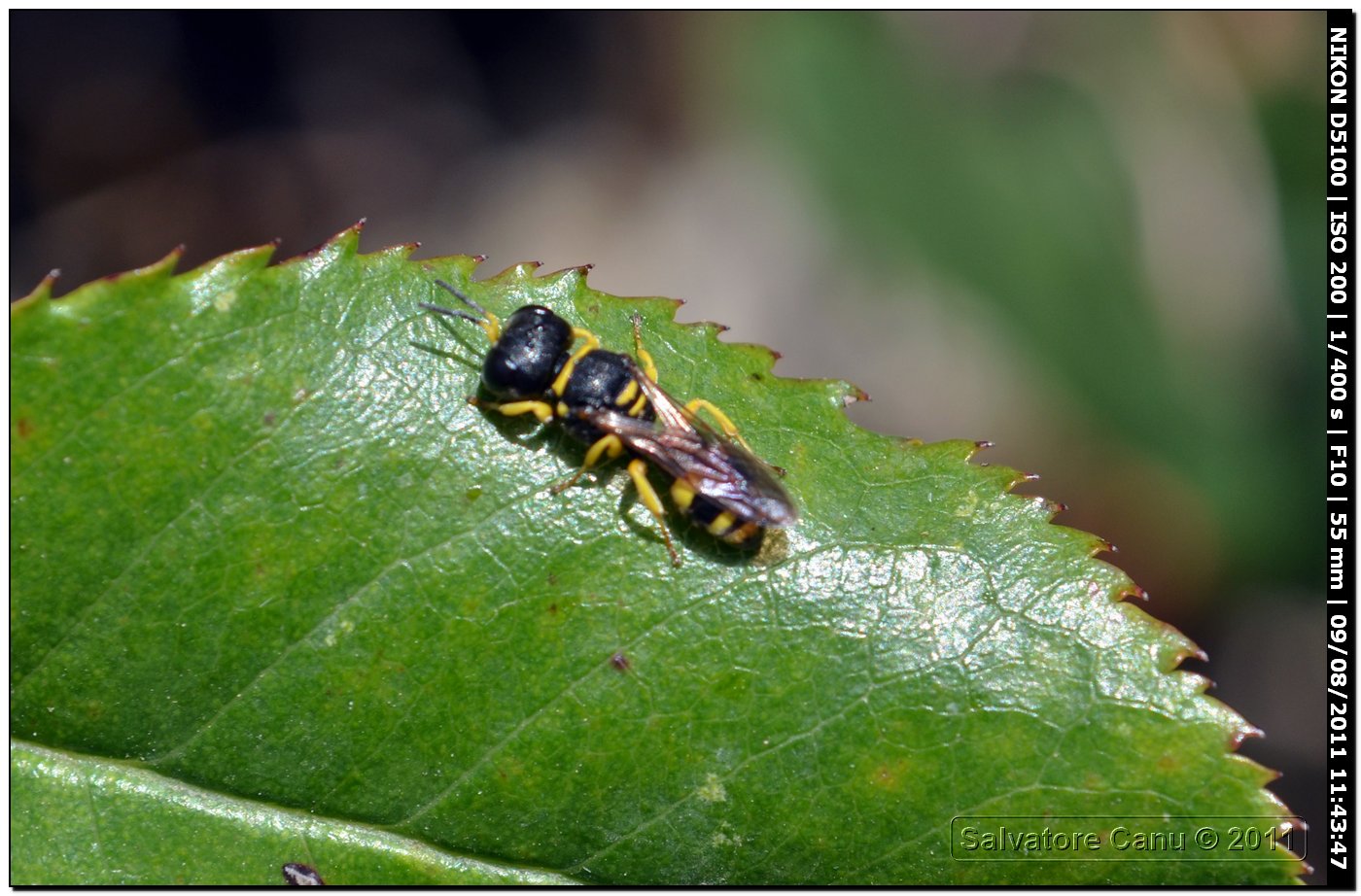 Piccolo Crabronidae