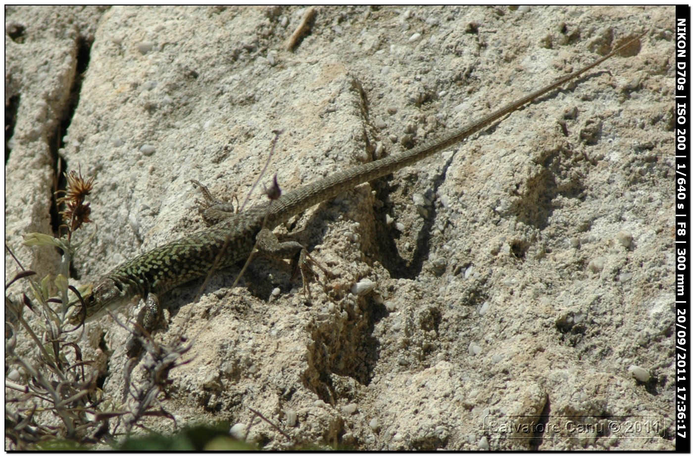 Podarcis da determinare ( Podarcis siculus)