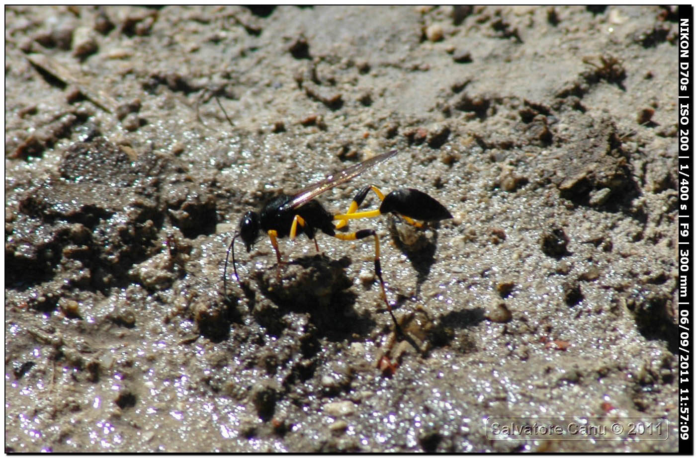 Sphecidae, Sceliphron spirifex