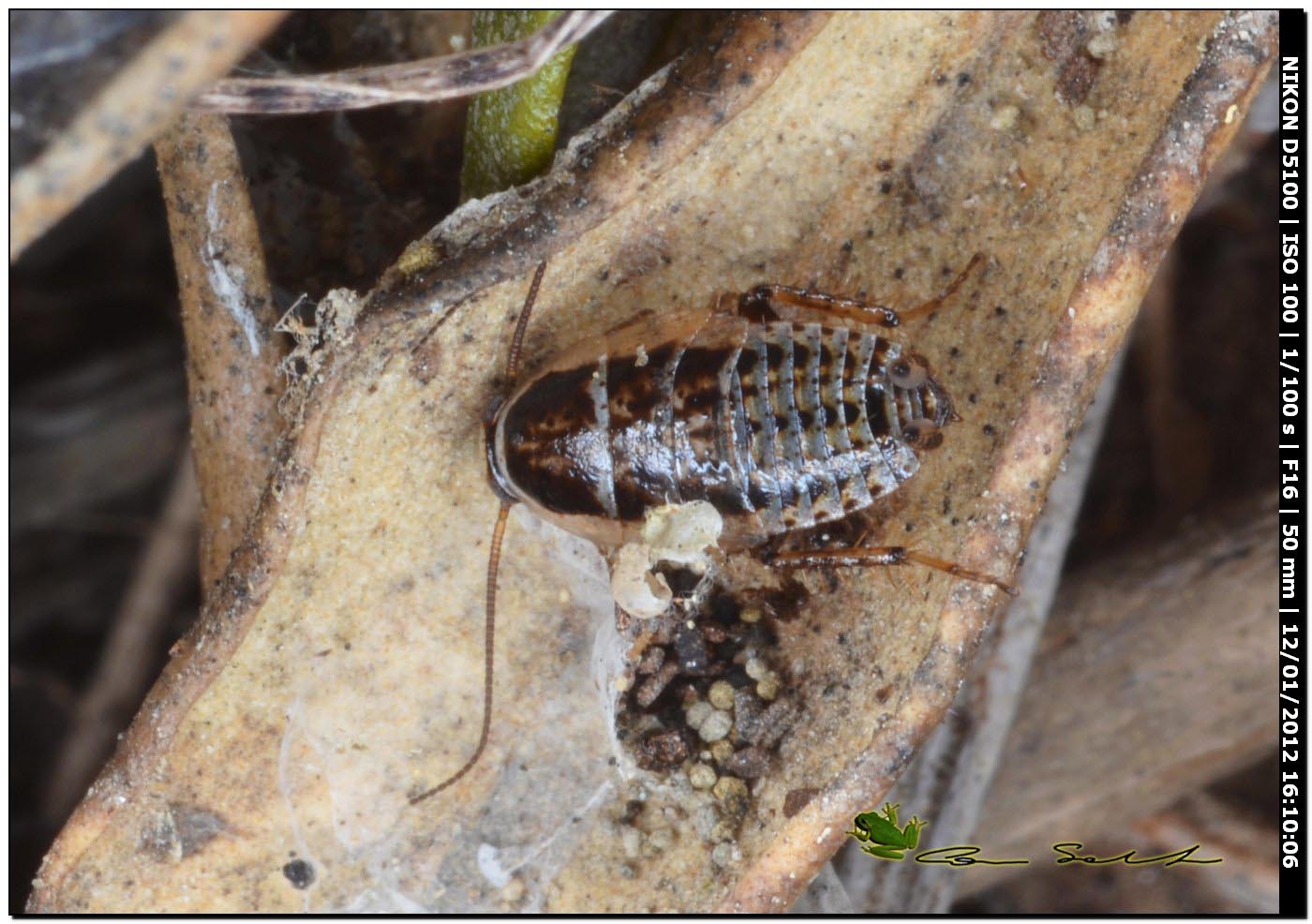 Probabile Phyllodromica sp. (Blattellidae)