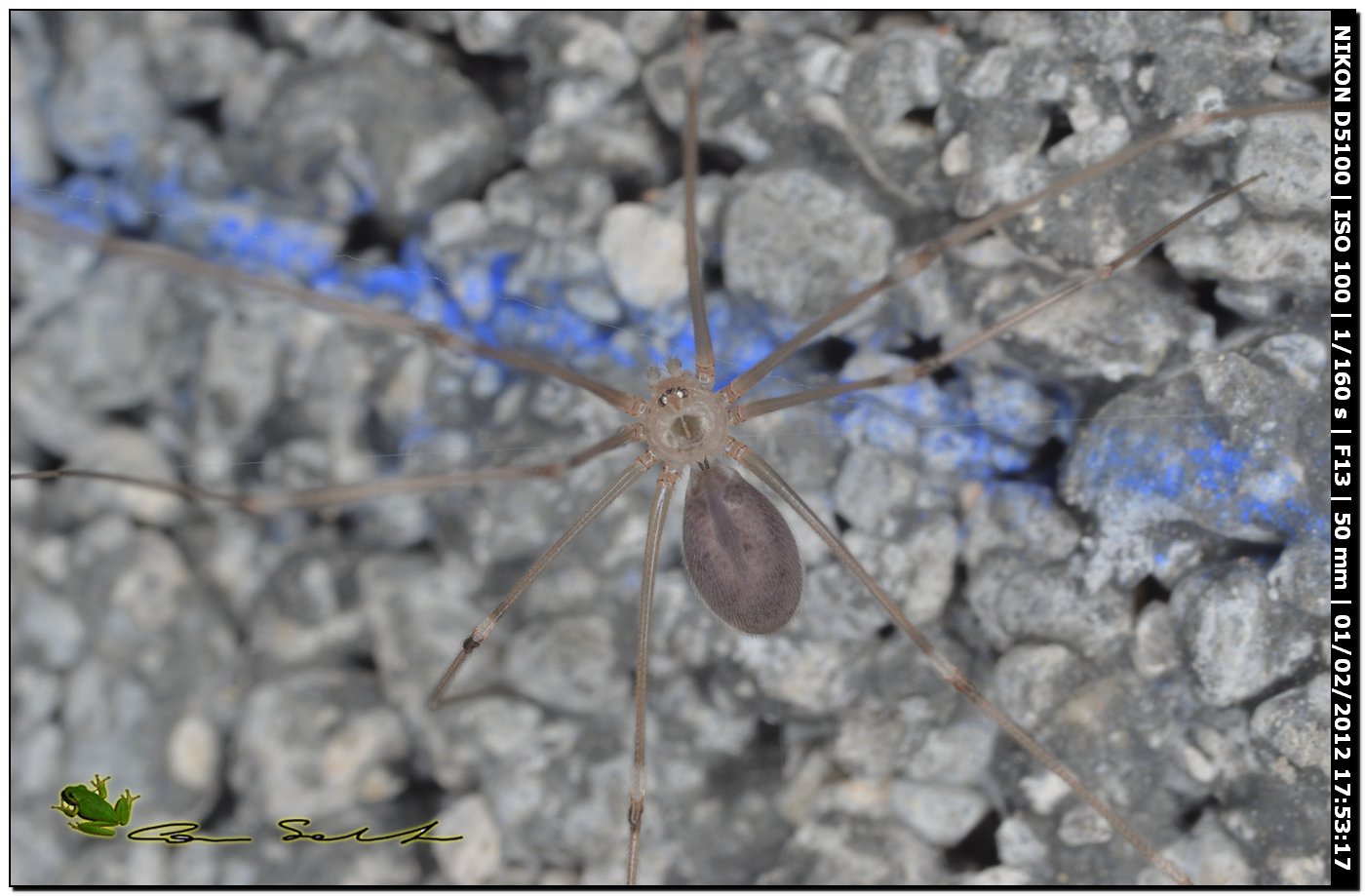 Pholcus phalangioides