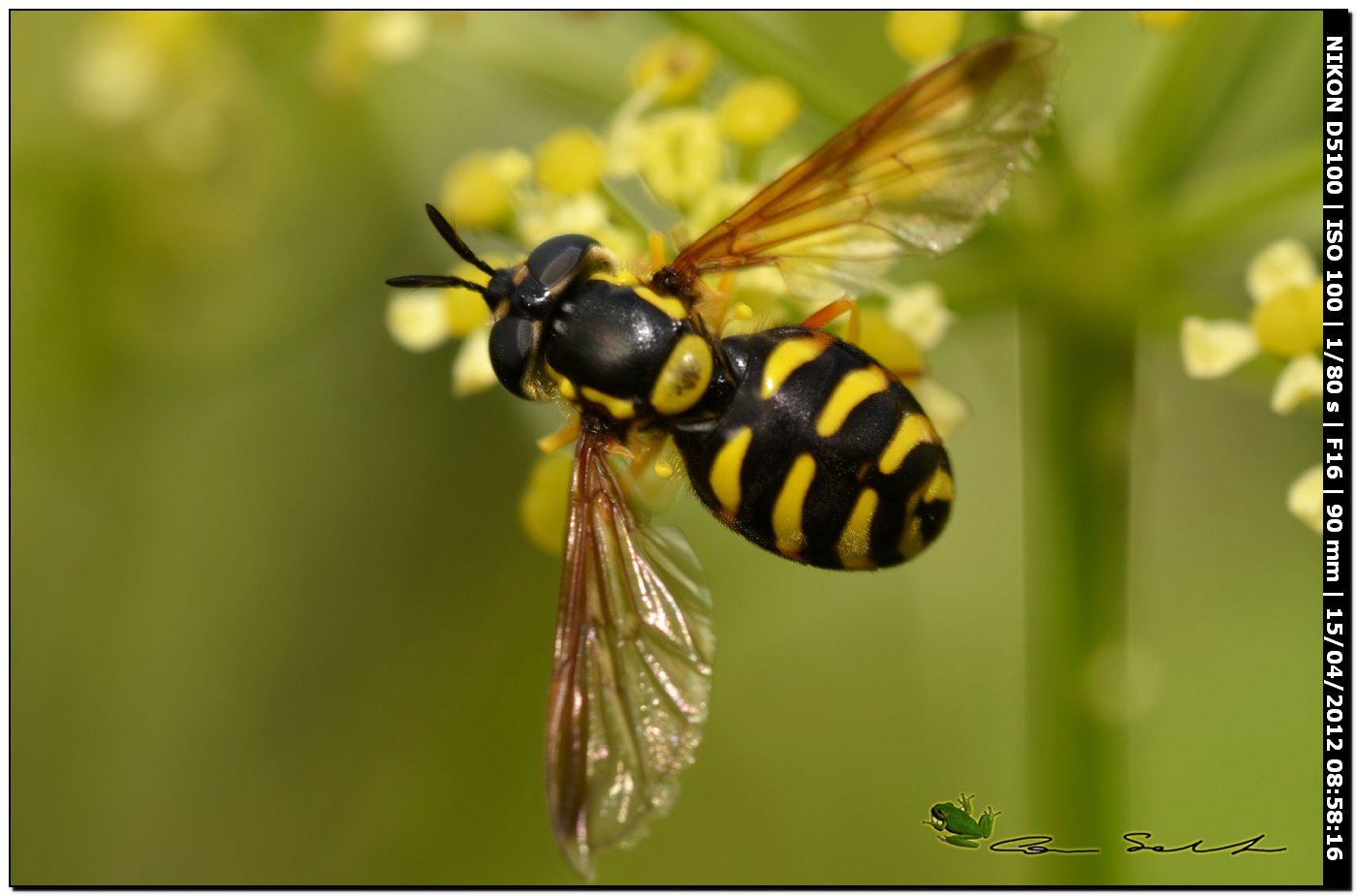 Chrysotoxum intermedium