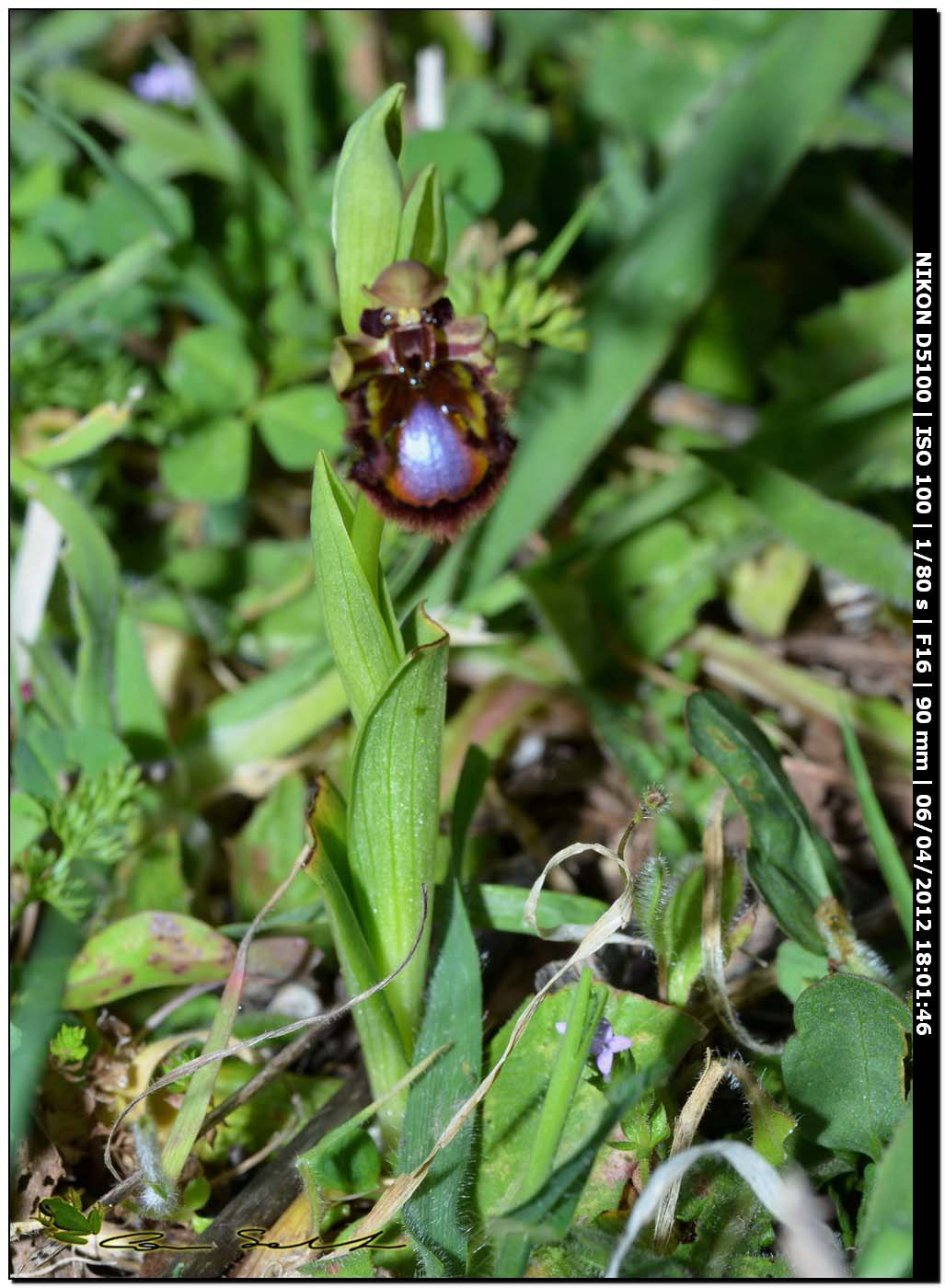 Orchidea selvatica 2 - Ophrys speculum