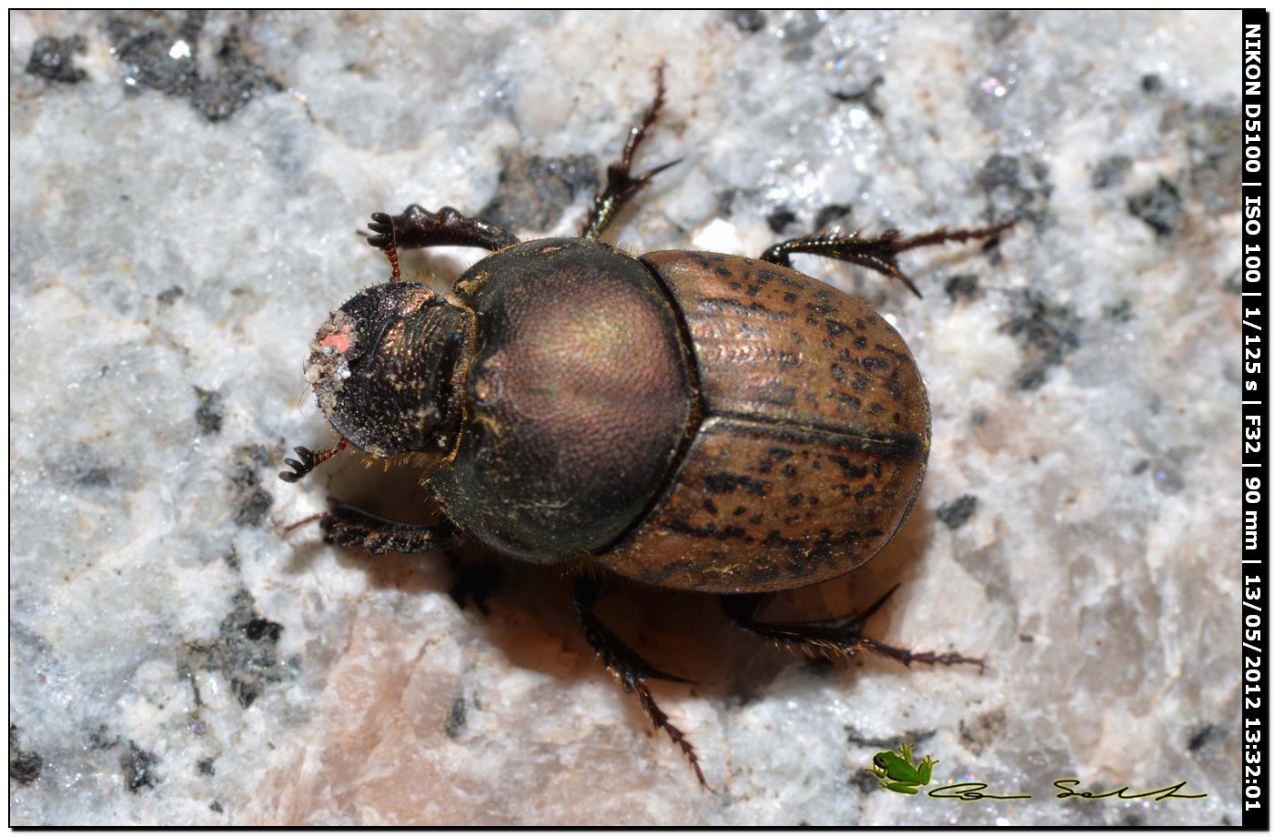 Onthophagus vacca