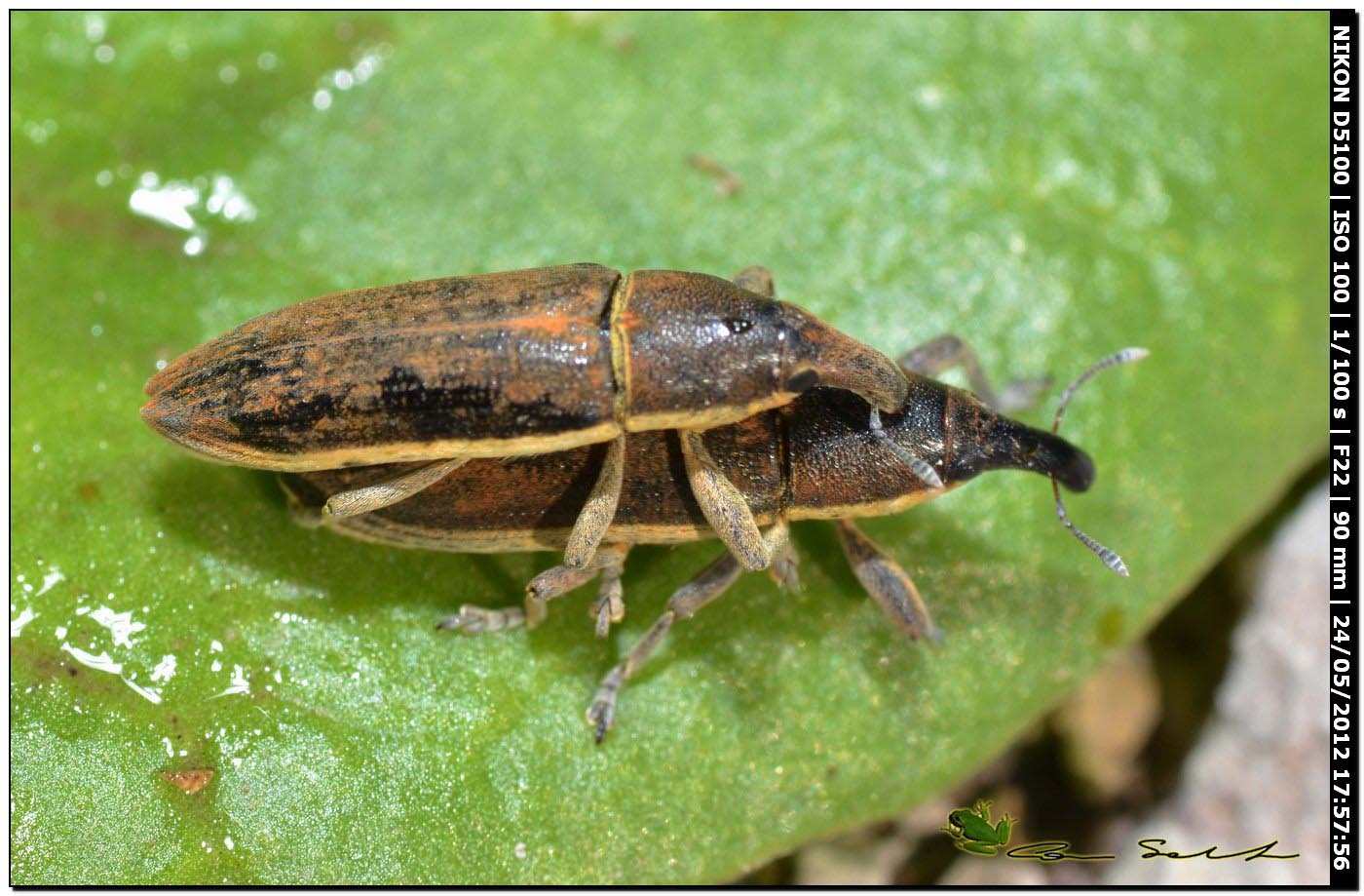 Lixus ♂♀ da id.