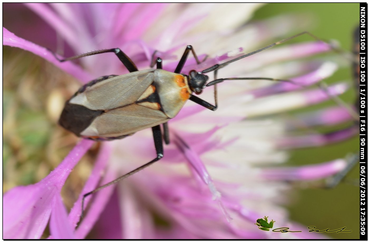 Calocoris nemoralis f. grisea