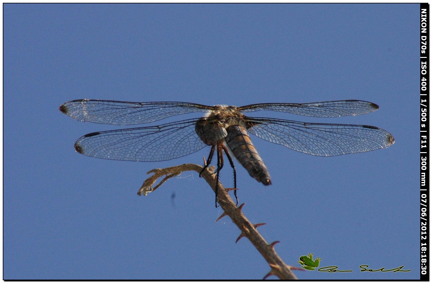 Libellula fulva 2