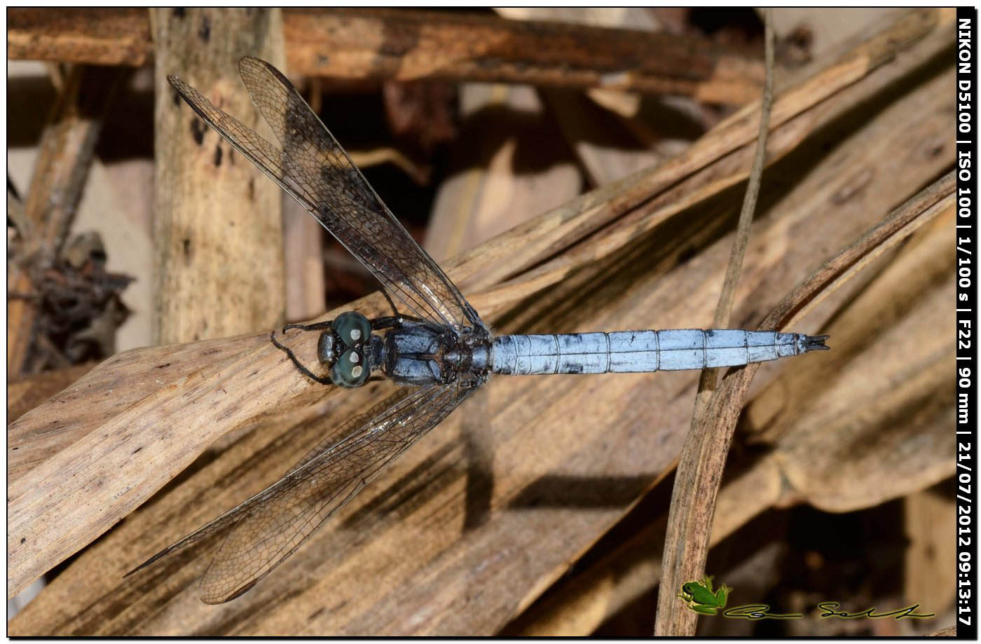 Orthetrum coerulescens anceps  ♂