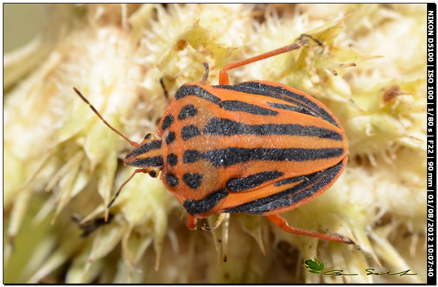 Pentatomidae: Graphosoma semipunctatum di Sassari