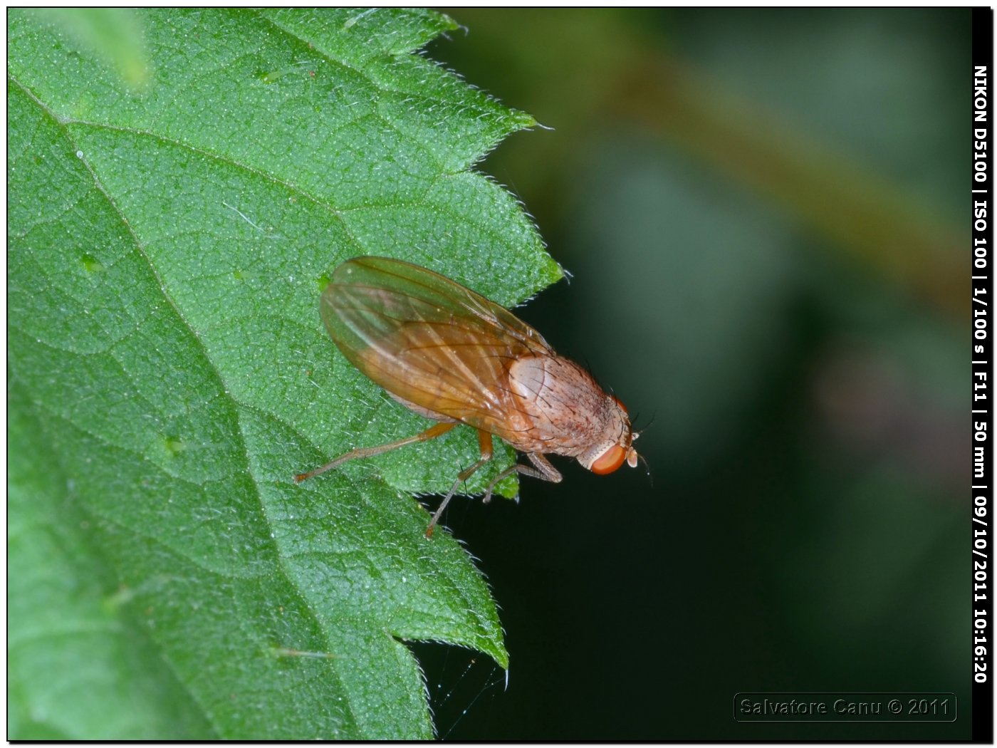 Lauxanidae?