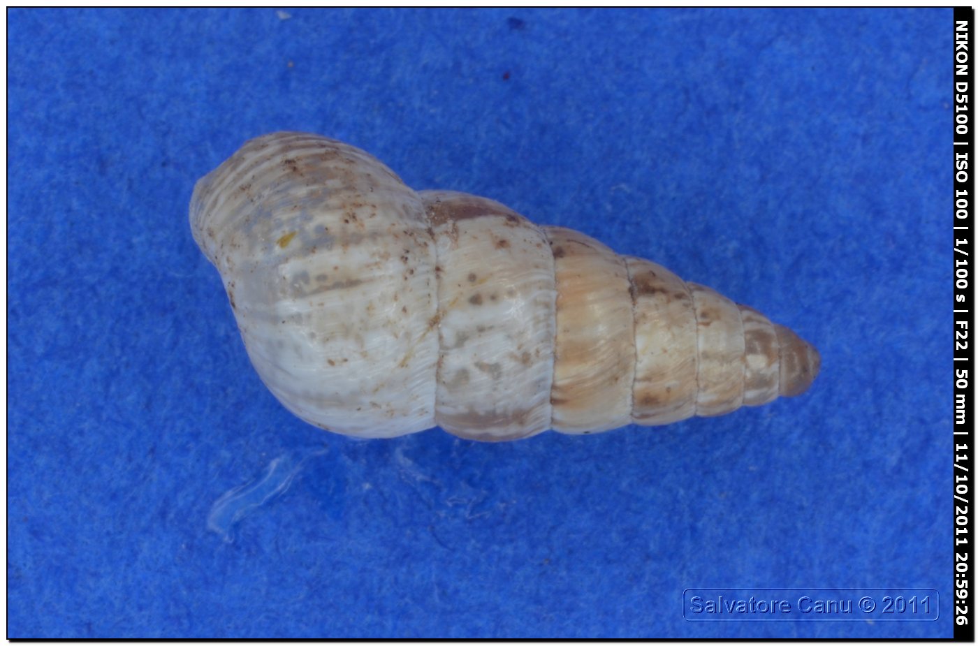 Cochlicella acuta