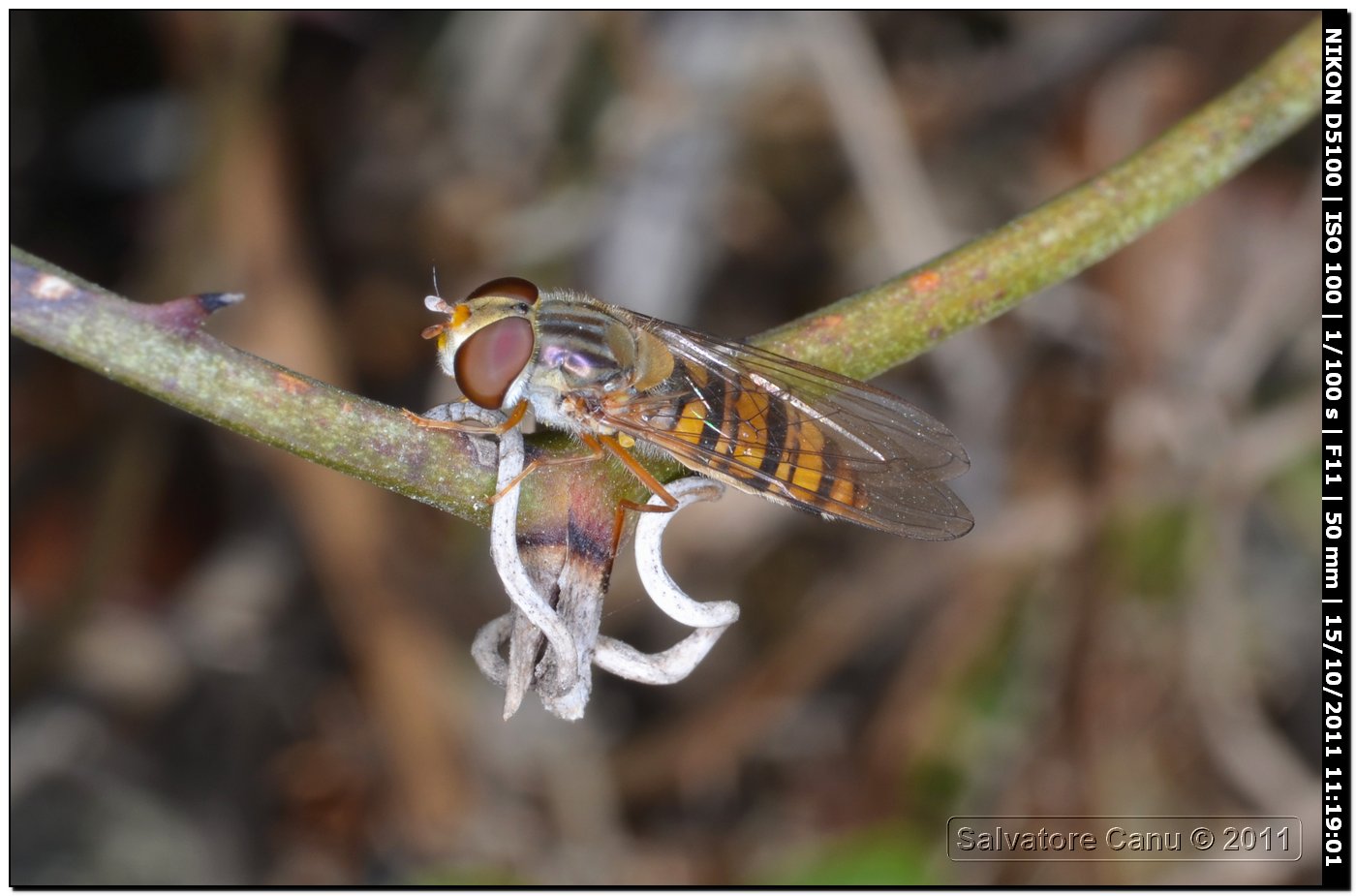 Episyrphus balteatus