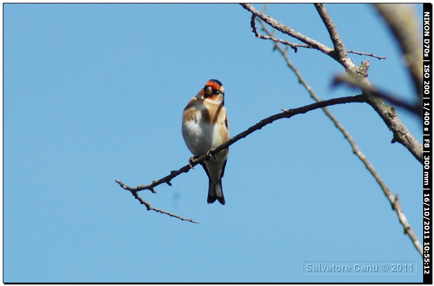 Cardellino ♂ ♀