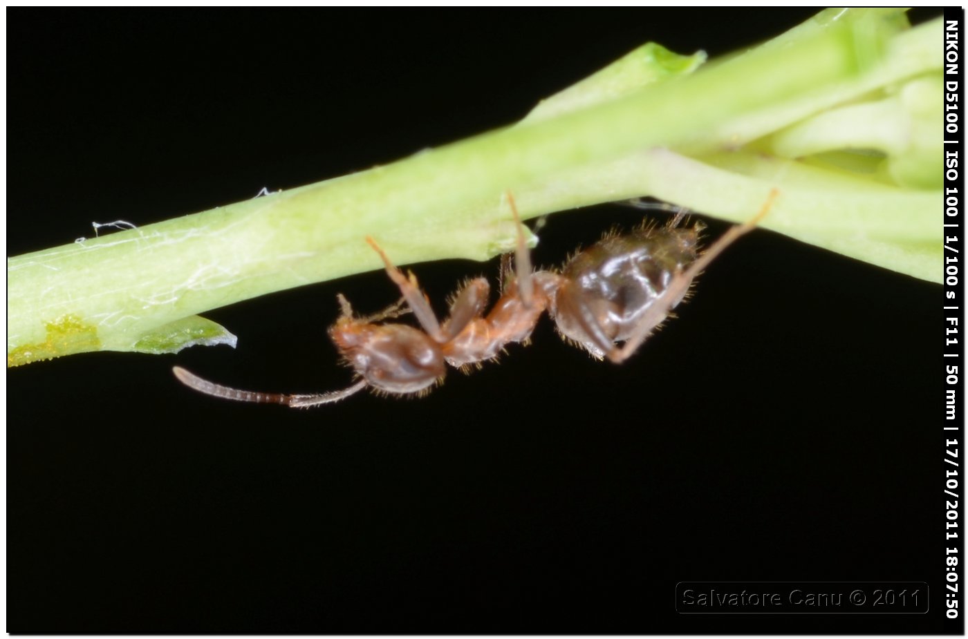 Formica da id. 2 (Lasius sp.)