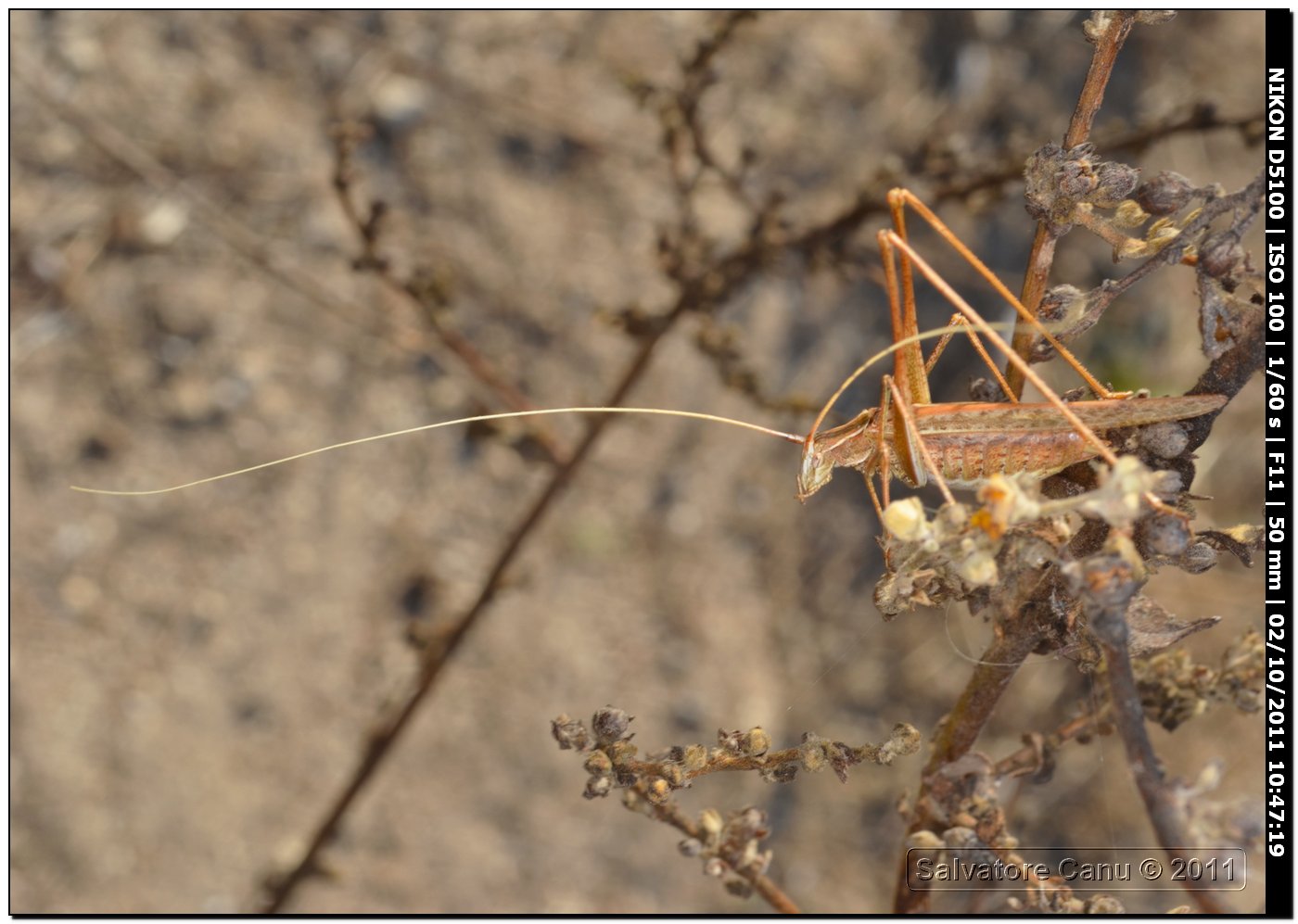 Tettigoniidae? Phaneropteridae: Tylopsis liliifolia