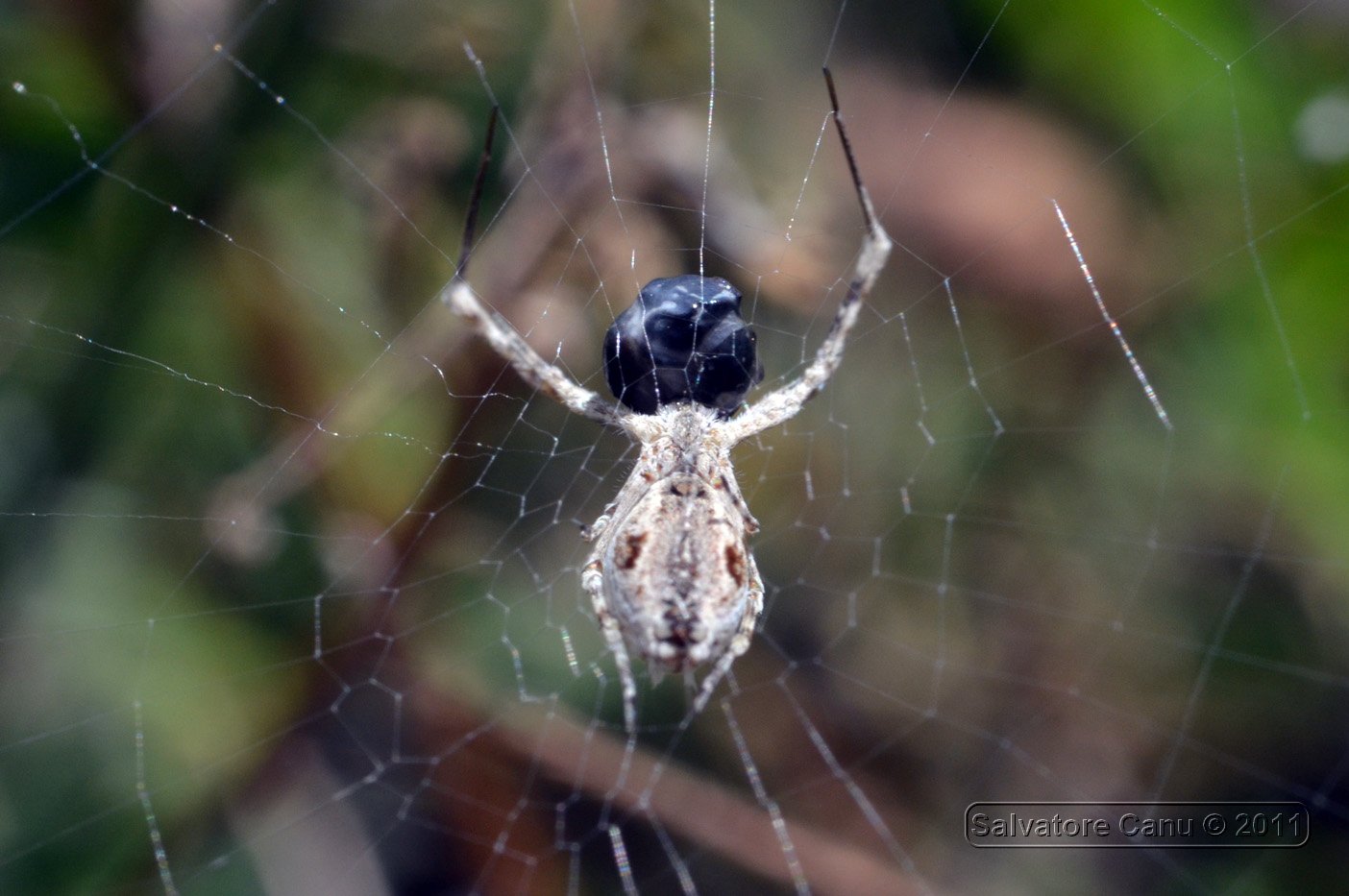 Uloborus sp.