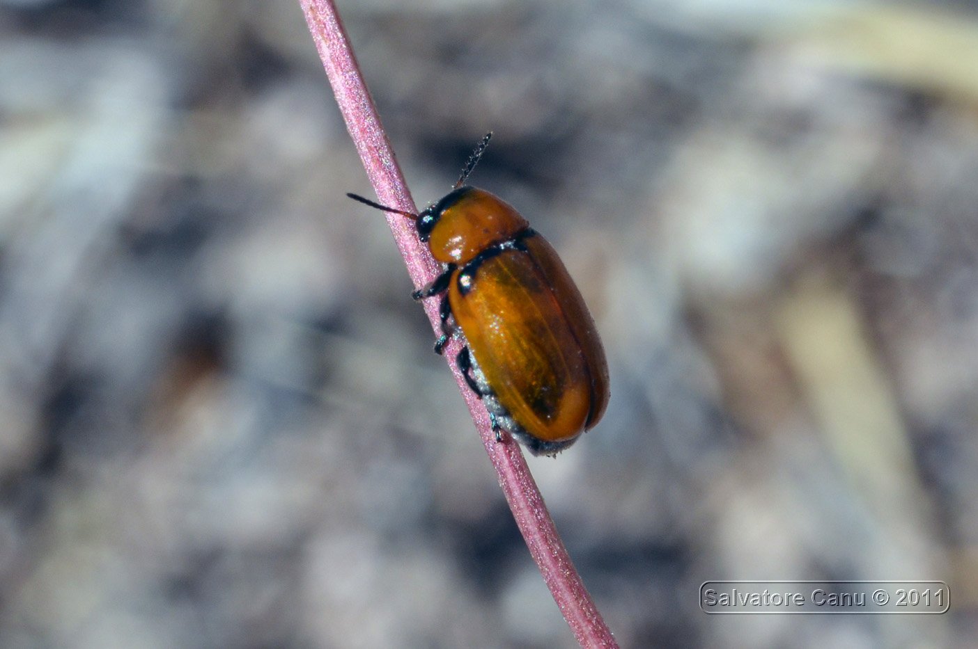 Coleottero giallo: Coptocephala raffrayi (ex C. cyanocephala)