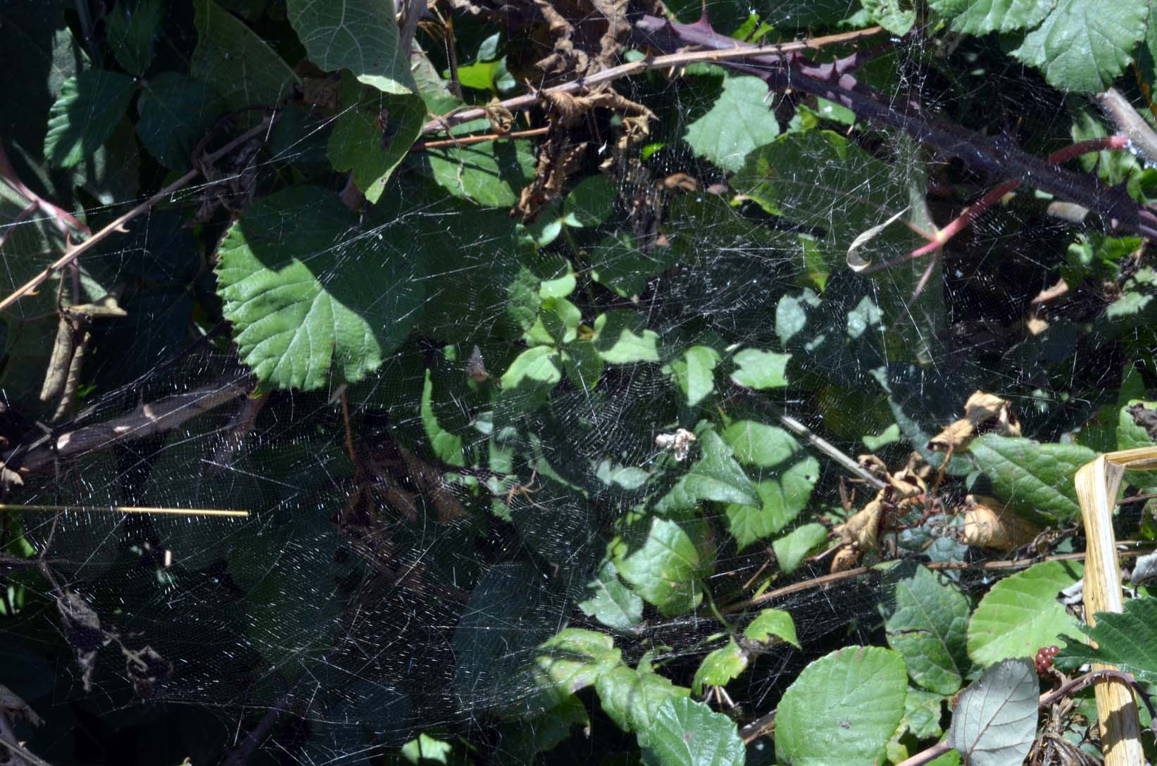 Argyrodes su tela di Cyrtophora citricola