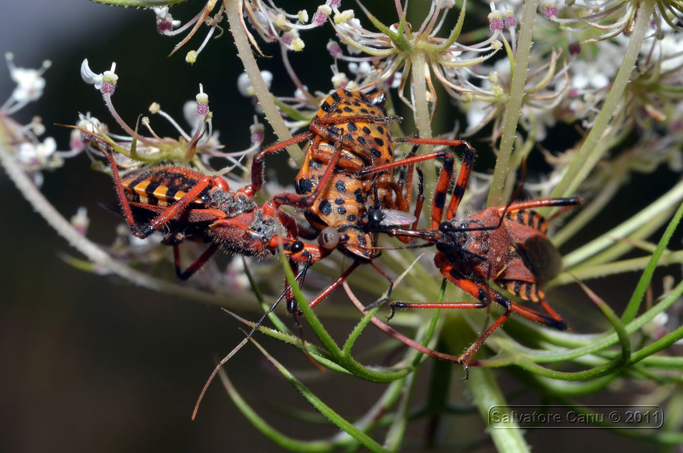 Rhynocoris erythropus predano un Graphosoma lineatum