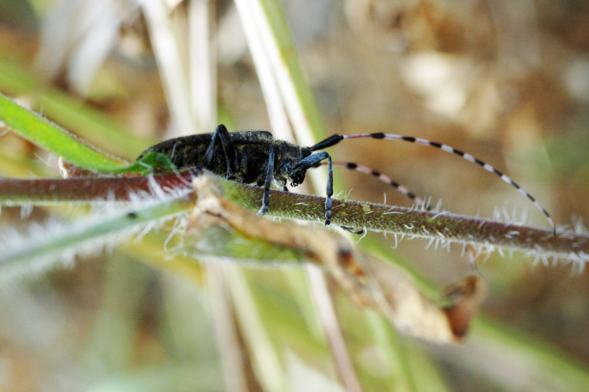 Orthoptera da identificare 2