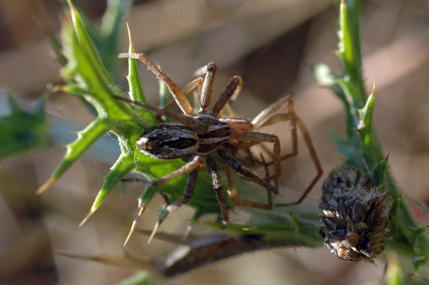 Thanatus sp. preda Tibellus sp.