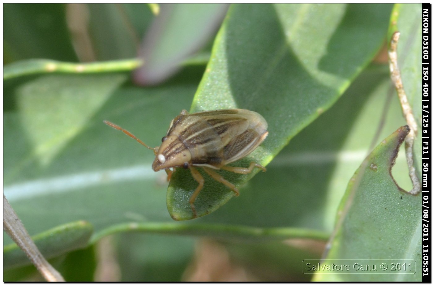 Aelia acuminata?